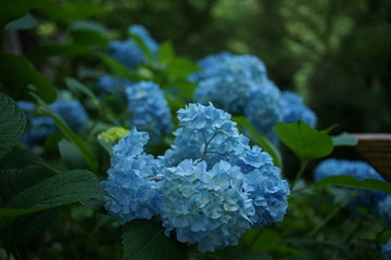 紫陽花の青