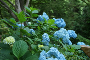 紫陽花の青