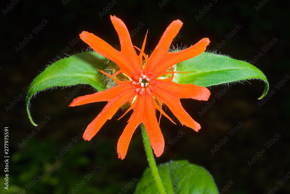 Sticker flower (lychnis cognata) 9