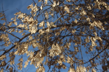 dried maple seeds hang on the branches of a tree against the blue sky