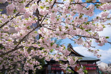 京都　千本えんま堂の桜