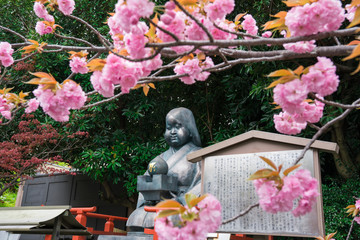 京都　千本釈迦堂のおかめ像と八重桜