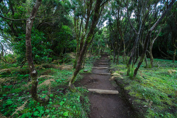 Obraz premium Trail leading through a Canarian laurisilva forest, Garajonay National Park, La Gomera, Spain