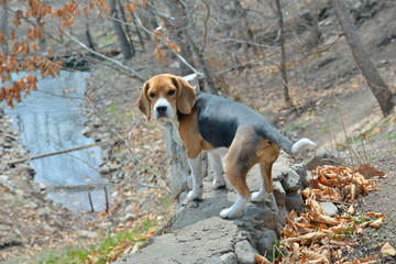 Dog beagle 14