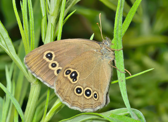 Butterfly (Pararge achine achinoides) 6