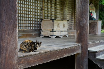 街の猫さん