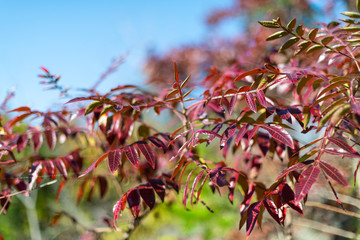 Red ash tree leaves closeup in Great Falls, Maryland with colorful foliage on Billy Goat trail hike in autumn