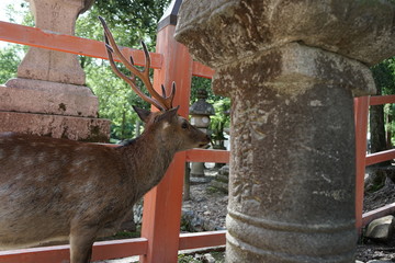 奈良の鹿さん