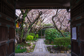 Fototapeta premium 京都 雨宝院の桜