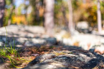 Naklejka na ściany i meble Closeup of ground in autumn at Great Falls park in Maryland with blurry background