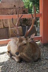 奈良の鹿さん