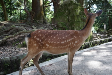 奈良の鹿さん