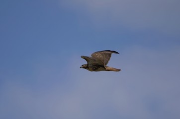 Redtail Hawk
