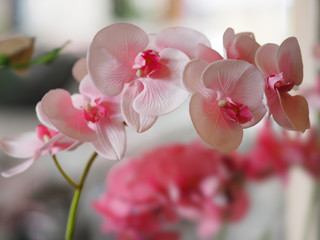 Fototapeta na wymiar Pink orchid flower bouquet beautiful on blurred of background