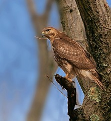 Redtail Hawk