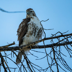 Redtail Hawk