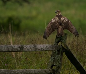 Redtail Hawk