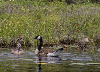 A canadian goose and gosling together on the water