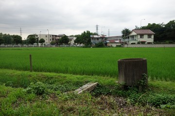 初夏の水田