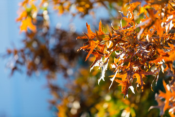 Virginia yellow orange autumn oak leaves looking up view of colorful foliage isolated against blue sky background