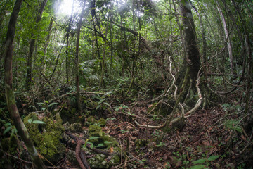 Thick tropical growth thrives in a rainforest in Raja Ampat, Indonesia. This area is just below the...