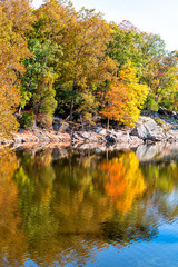 Great Falls yellow orange blue autumn tree vertical reflection view in canal lake river surface during autumn in Maryland colorful leaves foliage