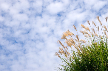 秋空・うろこ雲とすすき