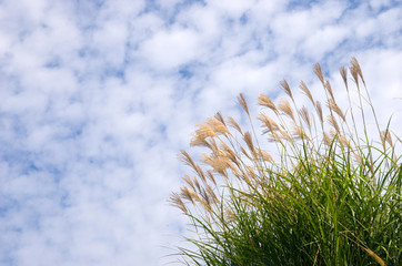 秋の空　ウロコ雲とススキ