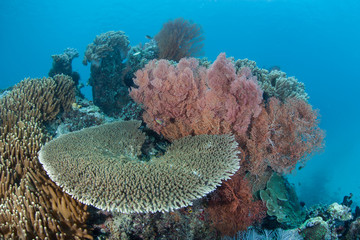 Obraz premium Healthy corals and sea fans grow on a coral reef in Raja Ampat, Indonesia. This part of the world is known for its incredible marine biodiversity and is a destination for divers and snorkelers.