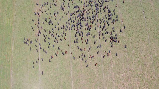 Aerial Drone Shot of a Large Herd of Cows Moving Across a Pasture, Revealing a Landscape (Modesto, California)