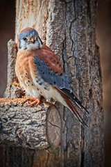 American Kestrel