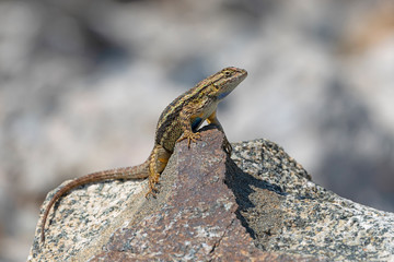 Lizard on a rock at California field