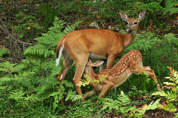 Naklejka na ściany i meble Whitetailed deer doe and fawn feeding in forest