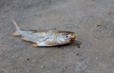 Catfish