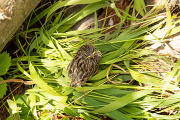 baby bird on grass nest 