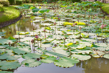 Beautiful water lily in the pond