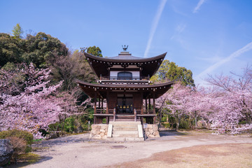 京都　勧修寺の桜