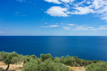 Summer vacation olive trees, sea and cloudy sky