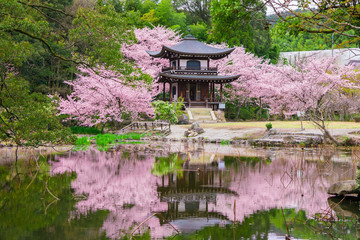 京都　勧修寺　桜