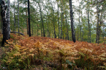 Krasnoyarsk Russia, early autumn undergrowth in Stolby National Park
