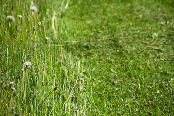 Surface of growing and cut grass