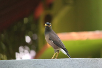 Indian myna bird on the wall