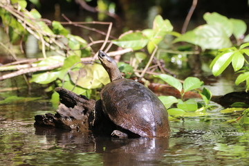 Obraz premium Turtle in the Wild on a Tree