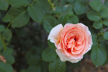 Background. Bud of a pink rose on a background of green leaves. Horizontal, without people, close-up, place for text on the left, top view. The concept of nature and botany.