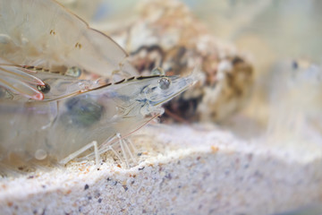 Pacific white shrimp on the seafloor 