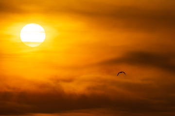 ave encontraste al sol anaranjado en un atardecer cálido y nuboso 
