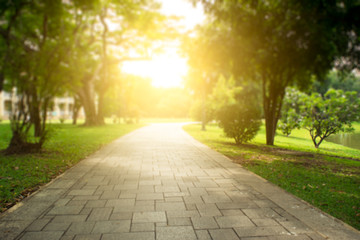 Garden walkway and sunlight
