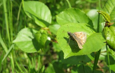 Brown skipper butterfly on green plant in the garden, closeup