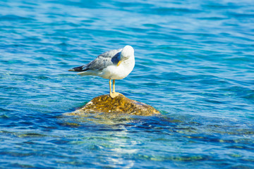 Seagull standing on a rock in the sea