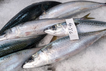 Closeup of Mackerels in a Fish Market in Ponta Delgada, Sao Miguel, Azores, Portugal